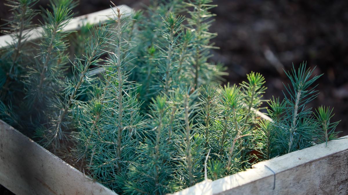 Sapins plantés 